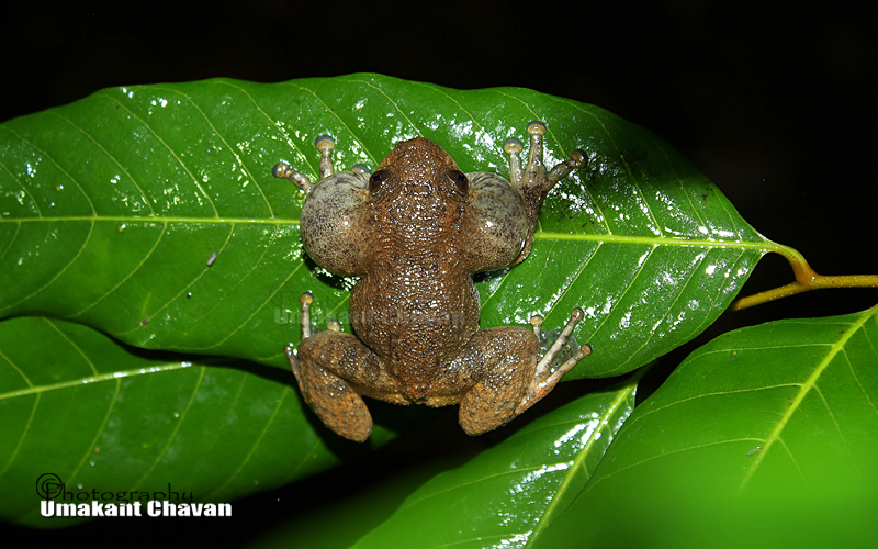 Humayun's Night Frog